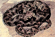Κιν.έζικο Ωροσκόπιο - Φίδι